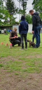 Nasenarbeit mit den Welpen und Junghunden 2019